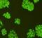 Low Density Lipoprotein Receptor antibody, orb10972, Biorbyt, Immunofluorescence image 
