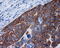 RalA Binding Protein 1 antibody, GTX83734, GeneTex, Immunohistochemistry paraffin image 