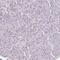 Transcriptional Regulating Factor 1 antibody, PA5-63799, Invitrogen Antibodies, Immunohistochemistry paraffin image 