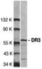 TNF Receptor Superfamily Member 25 antibody, 2403, QED Bioscience, Western Blot image 