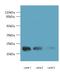 WDYHV Motif Containing 1 antibody, LS-C378872, Lifespan Biosciences, Western Blot image 