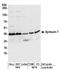 Syntaxin 7 antibody, A304-512A, Bethyl Labs, Western Blot image 