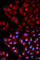 Transforming Growth Factor Beta Regulator 4 antibody, A0276, ABclonal Technology, Immunofluorescence image 