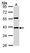 NFKB Inhibitor Alpha antibody, PA5-22120, Invitrogen Antibodies, Western Blot image 