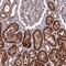 Shisa Family Member 5 antibody, NBP1-83190, Novus Biologicals, Immunohistochemistry frozen image 