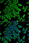 Integrin Subunit Alpha 2b antibody, 19-789, ProSci, Immunofluorescence image 