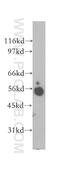 SYT4 antibody, 12642-1-AP, Proteintech Group, Western Blot image 