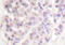 SMAD Family Member 3 antibody, LS-C176302, Lifespan Biosciences, Immunohistochemistry frozen image 