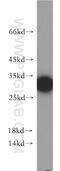Hypothetical FLJ23584 antibody, 21143-1-AP, Proteintech Group, Western Blot image 