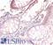 Vesicle Associated Membrane Protein 7 antibody, LS-C317932, Lifespan Biosciences, Immunohistochemistry paraffin image 