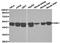 Serum/Glucocorticoid Regulated Kinase 1 antibody, orb129741, Biorbyt, Western Blot image 