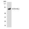 Autophagy Related 16 Like 2 antibody, LS-C200154, Lifespan Biosciences, Western Blot image 