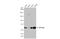 Vacuolar protein sorting-associated protein 33B antibody, GTX110467, GeneTex, Western Blot image 