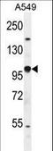 HIF-2-alpha antibody, LS-C167780, Lifespan Biosciences, Western Blot image 