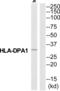 Major Histocompatibility Complex, Class II, DP Alpha 1 antibody, abx014529, Abbexa, Western Blot image 