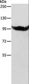 Alanyl-TRNA Synthetase 2, Mitochondrial antibody, LS-C400534, Lifespan Biosciences, Western Blot image 