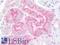 Alkaline Phosphatase, Biomineralization Associated antibody, LS-B9937, Lifespan Biosciences, Immunohistochemistry frozen image 