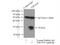 Tetraspanin 9 antibody, 21983-1-AP, Proteintech Group, Immunoprecipitation image 