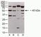 JAM-2 antibody, 40-9000, Invitrogen Antibodies, Western Blot image 