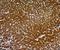 Hepatocyte Paraffin 1 antibody, orb389036, Biorbyt, Immunohistochemistry paraffin image 