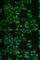 ST3 Beta-Galactoside Alpha-2,3-Sialyltransferase 4 antibody, A6309, ABclonal Technology, Immunofluorescence image 