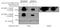 RRN3 Homolog, RNA Polymerase I Transcription Factor antibody, NBP1-71822, Novus Biologicals, Western Blot image 