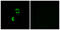 Low Density Lipoprotein Receptor Class A Domain Containing 3 antibody, LS-C120069, Lifespan Biosciences, Immunofluorescence image 