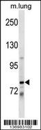 Dachshund Family Transcription Factor 1 antibody, 59-360, ProSci, Western Blot image 