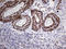 TRNA Methyltransferase 12 Homolog antibody, LS-C792115, Lifespan Biosciences, Immunohistochemistry paraffin image 