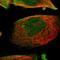 WD Repeat Domain 13 antibody, HPA000913, Atlas Antibodies, Immunofluorescence image 