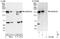 Ankyrin Repeat Domain 50 antibody, NBP1-50031, Novus Biologicals, Western Blot image 