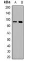 Villin 1 antibody, orb382639, Biorbyt, Western Blot image 