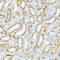 Caspase 1 antibody, 13-340, ProSci, Immunohistochemistry paraffin image 