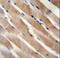 Ras Homolog, MTORC1 Binding antibody, LS-C162588, Lifespan Biosciences, Immunohistochemistry frozen image 