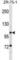 Tubulin Tyrosine Ligase Like 8 antibody, abx029094, Abbexa, Western Blot image 