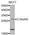 FA Core Complex Associated Protein 24 antibody, STJ110818, St John