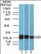 Superoxide Dismutase 1 antibody, orb137215, Biorbyt, Western Blot image 