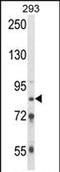 Threonyl-TRNA Synthetase Like 2 antibody, PA5-72547, Invitrogen Antibodies, Western Blot image 