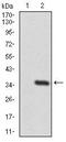 Twinfilin Actin Binding Protein 1 antibody, MA5-17194, Invitrogen Antibodies, Western Blot image 