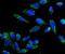 Adrenoceptor Beta 3 antibody, A02104-3, Boster Biological Technology, Immunofluorescence image 