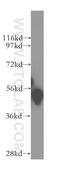 GATA Binding Protein 1 antibody, 10917-2-AP, Proteintech Group, Western Blot image 