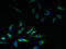 Potassium Voltage-Gated Channel Subfamily J Member 1 antibody, LS-C285548, Lifespan Biosciences, Immunofluorescence image 