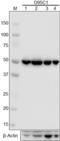 Tubulin Beta 1 Class VI antibody, 605101, BioLegend, Western Blot image 