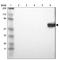LCK Proto-Oncogene, Src Family Tyrosine Kinase antibody, HPA003494, Atlas Antibodies, Western Blot image 