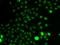 ETS Variant 1 antibody, LS-C748360, Lifespan Biosciences, Immunofluorescence image 