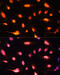 Zinc Finger Protein 446 antibody, 15-789, ProSci, Immunofluorescence image 