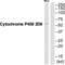 Cytochrome P450 Family 2 Subfamily D Member 6 antibody, abx015139, Abbexa, Western Blot image 