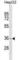 Dehydrogenase/Reductase 1 antibody, abx029837, Abbexa, Western Blot image 