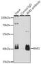 BMI1 Proto-Oncogene, Polycomb Ring Finger antibody, GTX32472, GeneTex, Immunoprecipitation image 