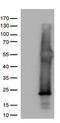 hAsf1b antibody, M05211, Boster Biological Technology, Western Blot image 